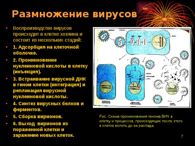 Размножение вирусов Воспроизводство вирусов происходит в клетке хозяина и состоит из нескольких стадий: 1. Адсорбция на клеточной оболочке. 2. Проникновение нуклеиновой кислоты в клетку (инъекция). 3. Встраивание вирусной ДНК в геном клетки (интеграция) и репликация вирусной нуклеиновой кислоты. 4. Синтез вирусных белков и ферментов. 5. Сборка вирионов. 6. Выход вирионов из пораженной клетки и заражение новых клеток. Рис. Схема проникновения генома ВИЧ в клетку и процессов, происходящих после этого в клетке вплоть до ее распада.  