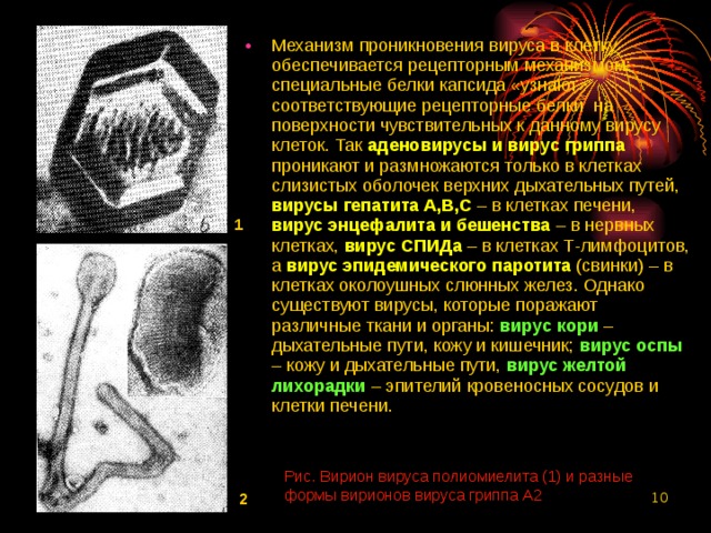 Механизм проникновения вируса в клетку обеспечивается рецепторным механизмом: специальные белки капсида «узнают» соответствующие рецепторные белки на поверхности чувствительных к данному вирусу клеток. Так аденовирусы и вирус гриппа проникают и размножаются только в клетках слизистых оболочек верхних дыхательных путей, вирусы гепатита А,В,С – в клетках печени, вирус энцефалита и бешенства – в нервных клетках, вирус СПИДа – в клетках Т-лимфоцитов, а вирус эпидемического паротита (свинки) – в клетках околоушных слюнных желез. Однако существуют вирусы, которые поражают различные ткани и органы: вирус кори – дыхательные пути, кожу и кишечник; вирус оспы – кожу и дыхательные пути, вирус желтой  лихорадки – эпителий кровеносных сосудов и клетки печени. 1 Рис. Вирион вируса полиомиелита (1) и разные формы вирионов вируса гриппа А2 2  