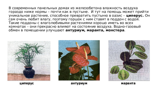 В современных панельных домах из железобетона влажность воздуха гораздо ниже нормы – почти как в пустыне. И тут на помощь может прийти уникальное растение, способное превратить пустыню в оазис – циперус. Он сам очень любит влагу, поэтому горшок с ним ставят в поддон с водой. Такие поддоны с влаголюбивыми растениями хорошо иметь во всех комнатах – они прекрасно влияют на состояние воздуха. Водно-газовый обмен в помещении улучшают антуриум, маранта, монстера . циперус антуриум  маранта 