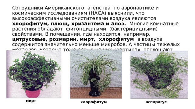 Сотрудники Американского агенства по аэронавтике и космическим исследованиям (НАСА) выяснили, что высокоэффективными очистителями воздуха являются хлорофитум, плющ, хризантема и алоэ. Многие комнатные растения обладают фитонцидными (бактерицидными) свойствами. В помещении, где находятся, например, цитрусовые, розмарин, мирт, хлорофитум в воздухе содержится значительно меньше микробов. А частицы тяжелых металлов, которые тоже есть в наших квартирах, поглощают аспарагусы. мирт аспарагус  хлорофитум 