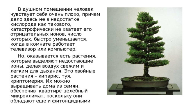 В душном помещении человек чувствует себя очень плохо, причем дело здесь не в недостатке кислорода как такового, катастрофически не хватает его отрицательных ионов, число которых, быстро уменьшается, когда в комнате работает телевизор или компьютер.  Но, оказывается есть растения, которые выделяют недостающие ионы, делая воздух свежим и легким для дыхания. Это хвойные растения – кипарис, туя, криптомерия. Их можно выращивать дома из семян, обеспечив квартире целебный микроклимат, поскольку они обладают еще и фитонцидными свойствами. 