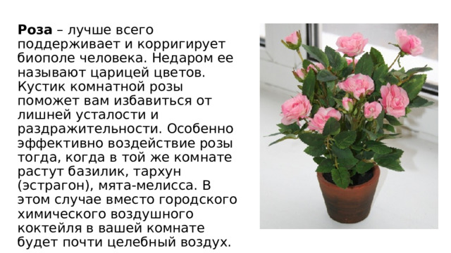 Роза – лучше всего поддерживает и корригирует биополе человека. Недаром ее называют царицей цветов. Кустик комнатной розы поможет вам избавиться от лишней усталости и раздражительности. Особенно эффективно воздействие розы тогда, когда в той же комнате растут базилик, тархун (эстрагон), мята-мелисса. В этом случае вместо городского химического воздушного коктейля в вашей комнате будет почти целебный воздух. 