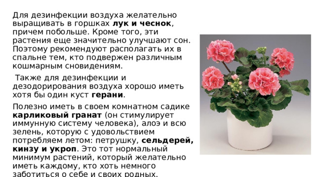 Для дезинфекции воздуха желательно выращивать в горшках лук и чеснок , причем побольше. Кроме того, эти растения еще значительно улучшают сон. Поэтому рекомендуют располагать их в спальне тем, кто подвержен различным кошмарным сновидениям.  Также для дезинфекции и дезодорирования воздуха хорошо иметь хотя бы один куст герани . Полезно иметь в своем комнатном садике карликовый гранат (он стимулирует иммунную систему человека), алоэ и всю зелень, которую с удовольствием потребляем летом: петрушку, сельдерей, кинзу и укроп . Это тот нормальный минимум растений, который желательно иметь каждому, кто хоть немного заботиться о себе и своих родных. 