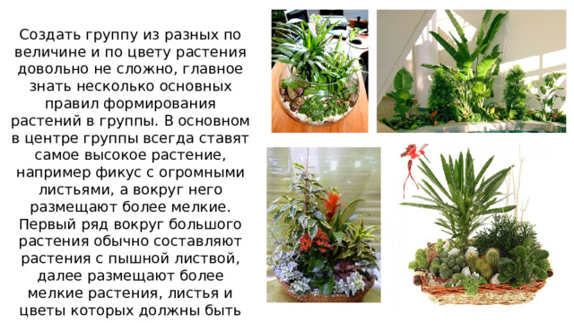 Создать группу из разных по величине и по цвету растения довольно не сложно, главное знать несколько основных правил формирования растений в группы. В основном в центре группы всегда ставят самое высокое растение, например фикус с огромными листьями, а вокруг него размещают более мелкие. Первый ряд вокруг большого растения обычно составляют растения с пышной листвой, далее размещают более мелкие растения, листья и цветы которых должны быть разного цвета. 