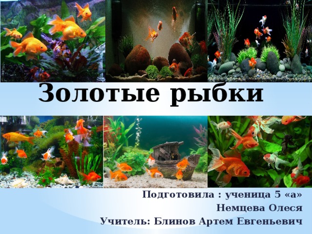 Золотые рыбки Подготовила : ученица 5 «а»  Немцева Олеся Учитель: Блинов Артем Евгеньевич 