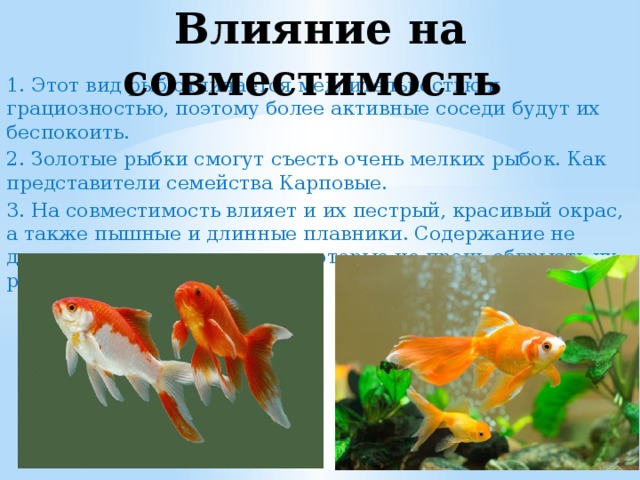 Влияние на совместимость 1. Этот вид рыб отличается медлительностью и грациозностью, поэтому более активные соседи будут их беспокоить. 2. Золотые рыбки смогут съесть очень мелких рыбок. Как представители семейства Карповые. 3. На совместимость влияет и их пестрый, красивый окрас, а также пышные и длинные плавники. Содержание не допускается с теми видами, которые не прочь обгрызть их роскошный хвост. 