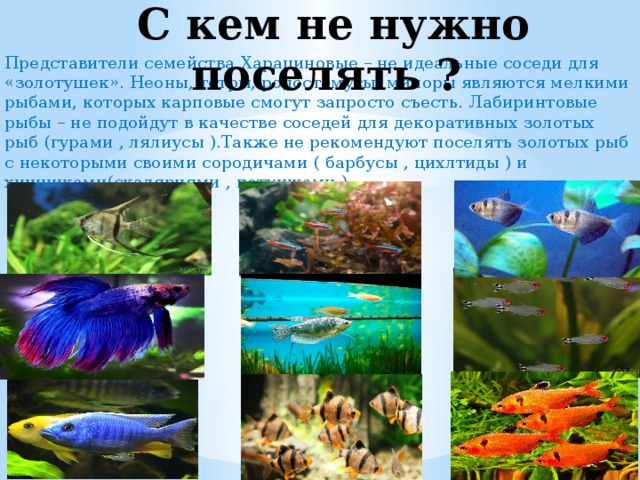  С кем не нужно поселять ? Представители семейства Харациновые – не идеальные соседи для «золотушек». Неоны, тетры, родостомусы, миноры являются мелкими рыбами, которых карповые смогут запросто съесть. Лабиринтовые рыбы – не подойдут в качестве соседей для декоративных золотых рыб (гурами , лялиусы ).Также не рекомендуют поселять золотых рыб с некоторыми своими сородичами ( барбусы , цихлтиды ) и хищниками(скаляриями , петушками ) . 