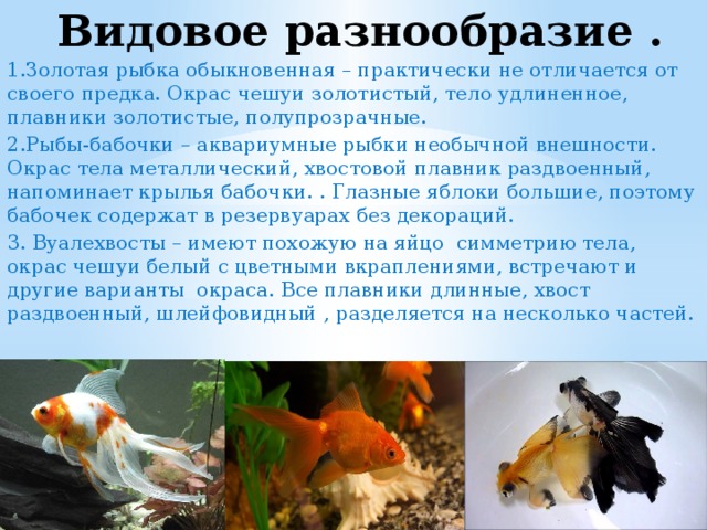 Видовое разнообразие . 1.Золотая рыбка обыкновенная – практически не отличается от своего предка. Окрас чешуи золотистый, тело удлиненное, плавники золотистые, полупрозрачные. 2.Рыбы-бабочки – аквариумные рыбки необычной внешности. Окрас тела металлический, хвостовой плавник раздвоенный, напоминает крылья бабочки. . Глазные яблоки большие, поэтому бабочек содержат в резервуарах без декораций. 3. Вуалехвосты – имеют похожую на яйцо симметрию тела, окрас чешуи белый с цветными вкраплениями, встречают и другие варианты окраса. Все плавники длинные, хвост раздвоенный, шлейфовидный , разделяется на несколько частей. 