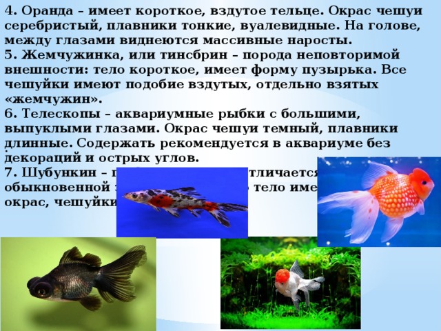 4. Оранда – имеет короткое, вздутое тельце. Окрас чешуи серебристый, плавники тонкие, вуалевидные. На голове, между глазами виднеются массивные наросты.  5. Жемчужинка, или тинсбрин – порода неповторимой внешности: тело короткое, имеет форму пузырька. Все чешуйки имеют подобие вздутых, отдельно взятых «жемчужин».  6. Телескопы – аквариумные рыбки с большими, выпуклыми глазами. Окрас чешуи темный, плавники длинные. Содержать рекомендуется в аквариуме без декораций и острых углов.  7. Шубункин – по форме тела не отличается от обыкновенной золотой рыбки, но тело имеет пёстрый окрас, чешуйки прозрачные.    . 