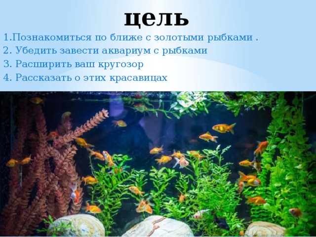 цель 1.Познакомиться по ближе с золотыми рыбками . 2. Убедить завести аквариум с рыбками 3. Расширить ваш кругозор 4. Рассказать о этих красавицах 