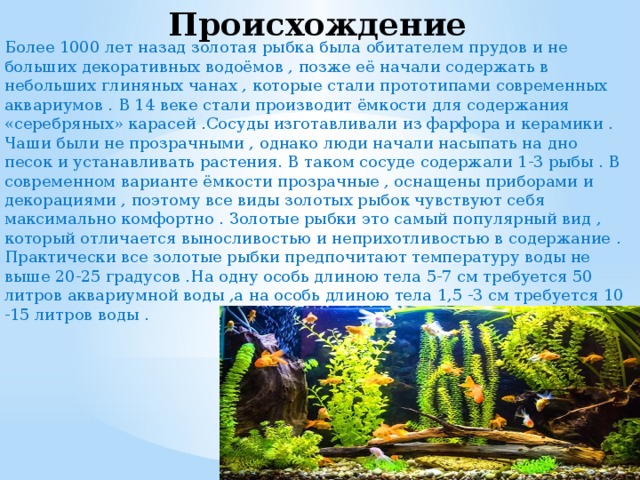 Происхождение Более 1000 лет назад золотая рыбка была обитателем прудов и не больших декоративных водоёмов , позже её начали содержать в небольших глиняных чанах , которые стали прототипами современных аквариумов . В 14 веке стали производит ёмкости для содержания «серебряных» карасей .Сосуды изготавливали из фарфора и керамики . Чаши были не прозрачными , однако люди начали насыпать на дно песок и устанавливать растения. В таком сосуде содержали 1-3 рыбы . В современном варианте ёмкости прозрачные , оснащены приборами и декорациями , поэтому все виды золотых рыбок чувствуют себя максимально комфортно . Золотые рыбки это самый популярный вид , который отличается выносливостью и неприхотливостью в содержание . Практически все золотые рыбки предпочитают температуру воды не выше 20-25 градусов .На одну особь длиною тела 5-7 см требуется 50 литров аквариумной воды ,а на особь длиною тела 1,5 -3 см требуется 10 -15 литров воды . 