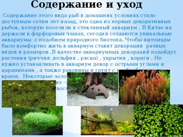 Содержание и уход  Содержание этого вида рыб в домашних условиях стало доступным сотни лет назад, это одна из первых декоративных рыбок, которую поселили в стеклянный аквариум . В Китае их держали в фарфоровых чашах, сегодня создаются уникальные аквариумы с подобием природного биотопа. Чтобы питомцам было комфортно жить в аквариум ставят декорации разных видов и размеров .В качестве аквариумных декораций подойдут растения (риччия ,вольфия , ряска) , укрытия , коряги . Не нужно устанавливать в аквариум декор с острыми углами и царапинами , а также раковины и грунт с необработанным краем. Некоторые золотые рыбки содержатся в практически пустых аквариумах из –за высокой вероятности травм ( телескопы , вуалехвосты) 