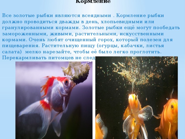 Кормление   Все золотые рыбки являются всеядными . Кормление рыбки должно проводиться дважды в день, хлопьевидными или гранулированными кормами. Золотые рыбки ещё могут пообедать замороженными, живыми, растительными, искусственными кормами. Очень любят очищенный горох, который полезен для пищеварения. Растительную пищу (огурцы, кабачки, листья салата) мелко нарезайте, чтобы её было легко проглотить. Перекармливать питомцев не следует – это опасно для здоровья . 