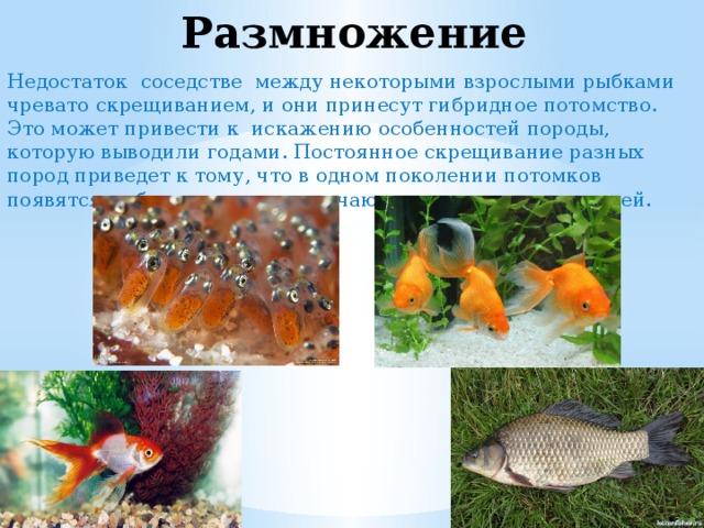 Размножение Недостаток соседстве между некоторыми взрослыми рыбками чревато скрещиванием, и они принесут гибридное потомство. Это может привести к искажению особенностей породы, которую выводили годами. Постоянное скрещивание разных пород приведет к тому, что в одном поколении потомков появятся рыбки, ничем не отличающиеся от речных карасей. 