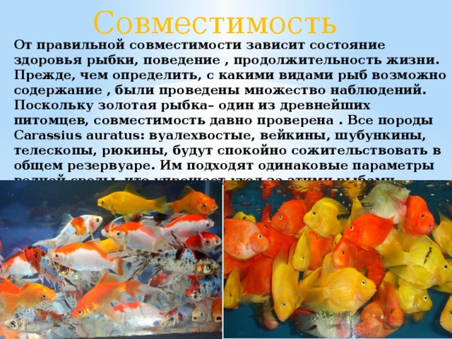Совместимость  От правильной совместимости зависит состояние здоровья рыбки, поведение , продолжительность жизни. Прежде, чем определить, с какими видами рыб возможно содержание , были проведены множество наблюдений. Поскольку золотая рыбка– один из древнейших питомцев, совместимость давно проверена . Все породы Carassius auratus: вуалехвостые, вейкины, шубункины, телескопы, рюкины, будут спокойно сожительствовать в общем резервуаре. Им подходят одинаковые параметры водной среды, что упрощает уход за этими рыбами. 