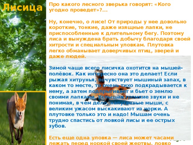 Лисица Про какого лесного зверька говорят: «Кого угодно проведет»?...  Ну, конечно, о лисе! От природы у нее довольно короткие, тонкие, даже изящные лапки, не приспособленные к длительному бегу. Поэтому лиса и вынуждена брать добычу благодаря своей хитрости и специальным уловкам.  Плутовка легко обманывает доверчивых птиц, зверей и даже людей.  Зимой чаще всего лисичка охотится на мышей-полёвок. Как интересно она это делает! Если рыжая хитрунья, почувствует мышиный запах, в каком то месте, то очень тихо подкрадывается к нему, а затем подпрыгивает и бьет о землю своими лапками.  Услышав громкие звуки и не понимая, в чём дело, напуганные мыши, с великим ужасом выскакивают из норки. А плутовке только это и надо! Мышам очень трудно спастись от ловкой лисы и ее острых зубов.  Есть еще одна уловка — лиса может часами лежать перед норкой своей жертвы, ловко прикинувшись мёртвой. Мыши, поверив в то, что лиса мёртвая, теряют бдительность и легко попадаются на эту хитрость.... 