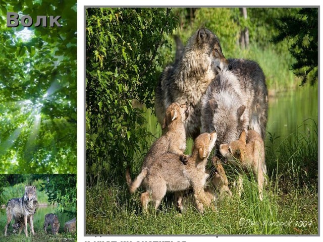 Волк Даже не верится, что волки – заботливые родители!  Количество рожденных волчат, может быть от 5 до 8, но бывает и 12. Поэтому одной матери с таким выводком трудно справиться.   Волк всегда помогает волчице воспитывать малышей. Он ходит на охоту, приносит добычу для всей семьи.  Волчица же зорко следит за детьми, при малейших признаках опасности переносит их в другое место, более надёжное и спокойное.   Иногда растить и кормить волчат помогают молодые волки. В волчьей стае могут быть ясли, нянечками в которых «работают» годовалые волки. Они играют с малышами и учат их охотиться....   