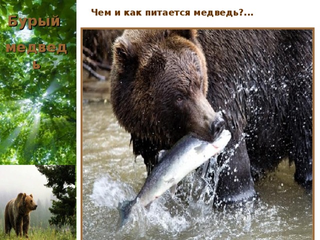 Чем и как питается медведь?... Бурый медведь  Да, практически, всем. Из растений любит: орехи, желуди, грибы, малину, чернику, голубику, бруснику, ягоды рябины и калины. Не откажется от птенцов, маленьких зверюшек, муравьев и, конечно, рыбы.   А, уж если очень голоден, то может напасть даже на лося. Интересно медведь охотится за муравьями. Засунет свой язык в муравейник и ждёт, когда муравьи облепят его. Всех скопом и проглатывает.  Топтыгин заядлый рыболов и может сидеть часами на берегу речки. Лапа при этом поднята в ожидании рыбы. Как только мишка заметит рыбу, ловко и метко бьёт ее сильной лапой, вытаскивает из воды и пирует. А как же мед? Найдёт сластена в дупле дерева пчелиное поселение, запустит в него свою лапу, вытащит сладкие соты и весь мёд съест. Пчелиные укусы медведю совершенно нипочём. От острых жал разозленных насекомых мишку спасает толстая шуба....   