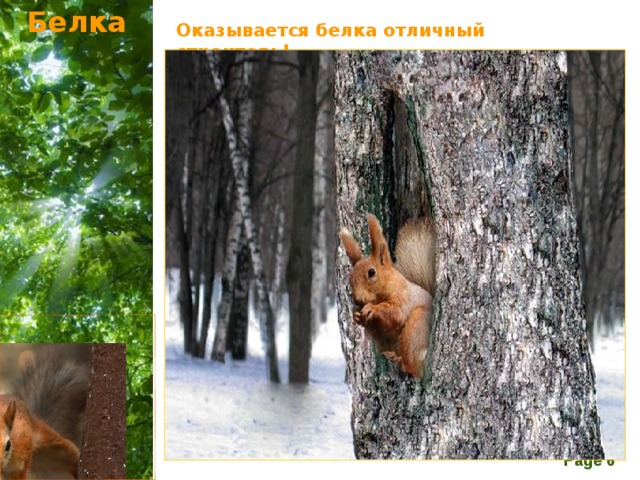 Белка Оказывается белка отличный строитель!  Как она ловко устраивает свое гнездо, которое, кстати, называют — гайно! Зверек сплетает гнездышко из тонких веточек, ловко работая передними лапками. Делает она это очень аккуратно. Сначала складывает прутик к прутику, а затем плотно прижимает их друг к другу. После этого хлопотунья загибает концы прутиков и сплетает их в большой шар с боковыми отверстиями для входа. Гайно, как правило, для безопасности имеет два таких отверстия. В морозные дни хозяйка плотно затыкает их мхом. К зиме белочка утепляет гнездо мягкой шерстью, пухом, листьями и перьями птиц. В таком гнездышке даже в стужу тепло. У белки обычно несколько таких домиков: для детёнышей, для сна и чтобы прятаться от непогоды. Морозные дни зверек любит проводить в своём гнезде. Она, как одеялом, укрывается своим пушистым хвостом и сладко спит....   