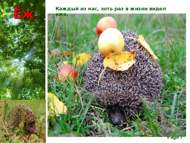Ёж Каждый из нас, хоть раз в жизни видел ежа. На территории нашей страны наиболее распространен еж европейский (обыкновенный).  Он населяет самые различные места обитания, разве что избегает хвойные леса и болота. Вода крайне губительна для этих созданий, ведь при попадании жидкости на тельце, тело животного рефлекторно разворачивается, и становиться абсолютно беззащитным. Многие животные, зная об этом, специально подкатывают ежика к речке или луже и сбрасывают его в воду.  А у ежика очень много врагов, его не спасают даже иголки. Например, куница выкапывает из земли или листьев спящего зимой зверька и съедает его, а филин глотает прямо с колючим покровом. К тому же на него охотятся амурские тигры, волки и лисы.   