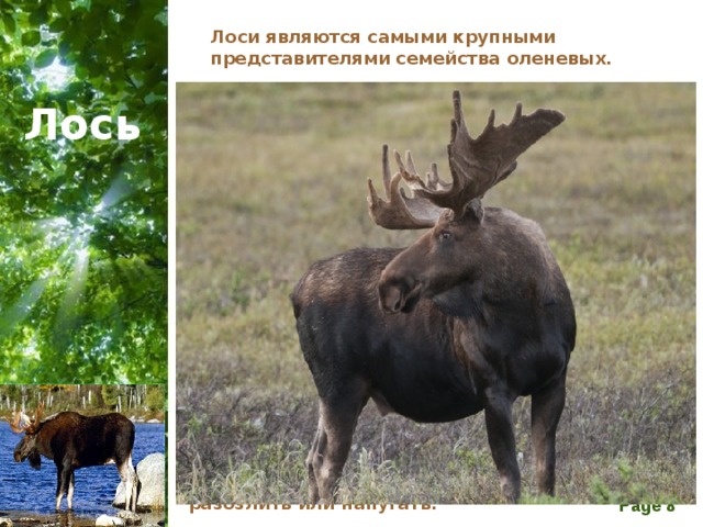 Лоси являются самыми крупными представителями семейства оленевых. Самцы носят на голове гигантские рога, которые сбрасывают каждую зиму. Эти рога несколько отличаются по форме от оленьих рогов. Они помогают лосям лучше слышать. Лоси крупные и тяжелые, у них вытянутые морды и массивные головы, короткие хвостики, горб на спине и огромные уши, которыми звери могут вращать. Благодаря длинным ногам, лось легко передвигается в сугробах, а от лютого холода его спасает теплый мех. У них хорошее обоняние и слух, однако видят лоси не очень хорошо.  В отличие от своих родственников оленей, лоси ведут отшельнический образ жизни и не образуют стада. Несмотря на медленные движения и добродушный нрав, лоси иногда могут становиться весьма агрессивными и двигаться на удивление быстро, если их разозлить или напугать. Лось 