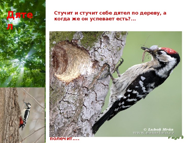 Дятел Стучит и стучит себе дятел по дереву, а когда же он успевает есть?...  Летом птичка питается в основном насекомыми. При этом главными инструментами добычи пропитания становят клюв и язык. Клюв дятла – настоящее орудие для того, чтобы долбить твердую древесину. Кстати, когда птица долбит дерево, древесная пыль совсем не мешает ему дышать, так как ноздри его защищены специальными щетинками. Выдолбив в коре небольшое отверстие, дятел просовывает в него язык, который тоже необычный. Он гибкий, длинный, покрыт липкой слюной и, как терочка. усажен мелкими зубчиками, направленными назад. Язык способен высовываться изо рта на 12 см. Таким языком удобно доставать насекомых из-под коры и узких отверстий. И сам пообедает и дерево полечит....    