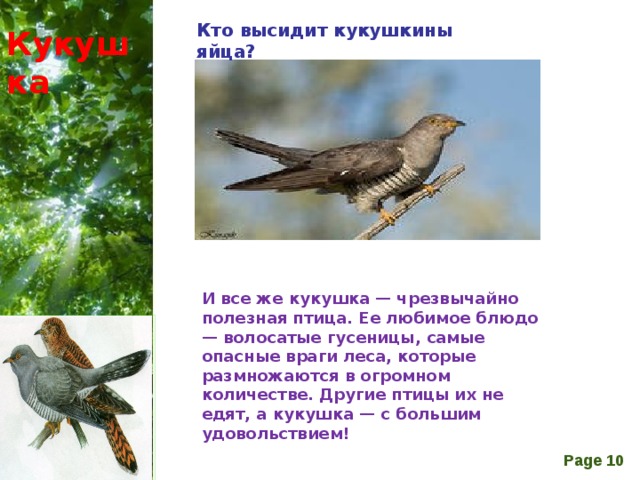 Кто высидит кукушкины яйца? Кукушка  Все птицы, кто как умеет, заботятся о своих яйцах и птенцах. Кукушка же в этом отношении уникальна, ведь она подбрасывает свои яйца в гнезда других птиц. Причина этого факта до сих пор не очень ясна, но известно, что приемных родителей для кукушат можно найти среди 120 видов мелких птиц!   И все же кукушка — чрезвычайно полезная птица. Ее любимое блюдо — волосатые гусеницы, самые опасные враги леса, которые размножаются в огромном количестве. Другие птицы их не едят, а кукушка — с большим удовольствием!   