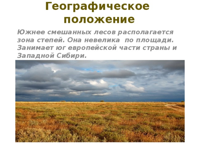 Географическое положение Южнее смешанных лесов располагается зона степей. Она невелика по площади. Занимает юг европейской части страны и Западной Сибири. 