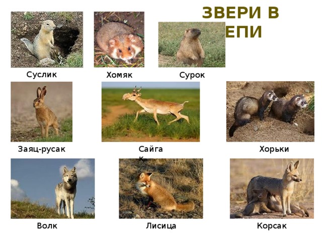 звери в степи Суслик Хомяк Сурок Заяц-русак Хорьки Сайгак Волк Лисица Корсак 