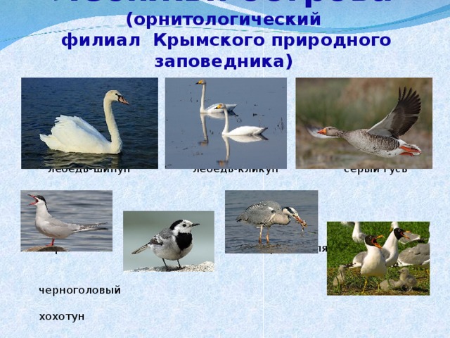 Лебяжьи острова (орнитологический  филиал Крымского природного заповедника)  лебедь-шипун лебедь-кликун серый гусь  крачка серая цапля  трясогуска  черноголовый  хохотун 