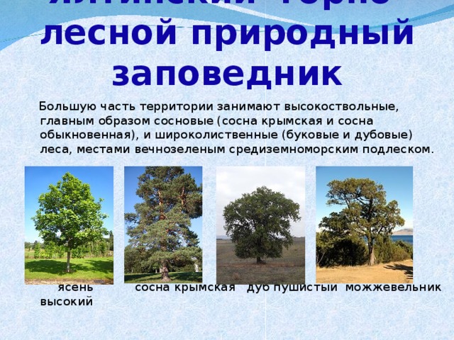 Ялтинский горно-лесной природный заповедник  Большую часть территории занимают высокоствольные, главным образом сосновые (сосна крымская и сосна обыкновенная), и широколиственные (буковые и дубовые) леса, местами вечнозеленым средиземноморским подлеском.  ясень сосна крымская дуб пушистый можжевельник высокий 
