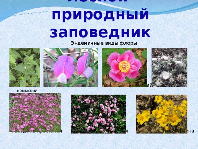 Ялтинский горно-лесной  природный заповедник Эндемичные виды флоры  яснотка чина пальчатая пион крымский вьюнок крымский гвоздика крымская проломник крымский солнцесвет Стевена 