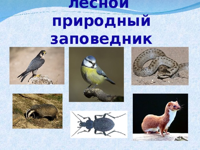 Ялтинский горно-лесной  природный заповедник  сапсан медянка  лазоревка  барсук  жужелица ласка 