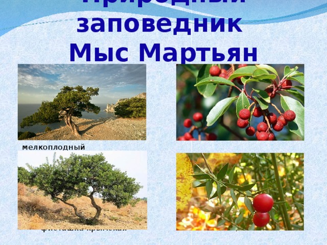 Природный заповедник  Мыс Мартьян  можжевельник высокий земляничник мелкоплодный  фисташка крымская иглица понтийская 