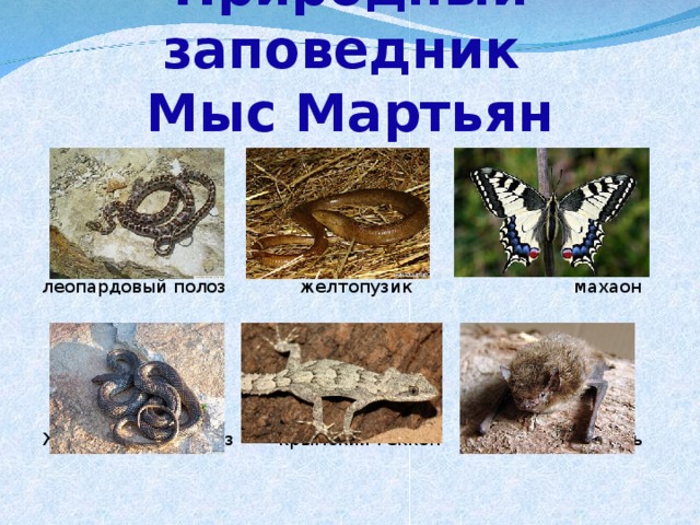Природный заповедник  Мыс Мартьян леопардовый полоз желтопузик махаон Желтобрюхий полоз крымский геккон нетопырь 