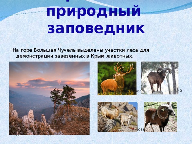 Крымский природный  заповедник  На горе Большая Чучель выделены участки леса для демонстрации завезённых в Крым животных.   кавказский олень   корсиканский муфлон  безоаровый козел дагестанский тур 