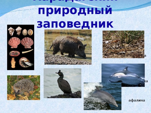 Карадагский природный заповедник    крымская ящерица  дикий кабан  моллюски  белобочка  ёж хохлатый баклан  афалина 