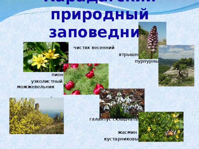 Карадагский природный заповедник  чистяк весенний  ятрышник  пурпурный  пион  узколистный можжевельник  дельтовидный  галантус складчатый кизил обыкновенный жасмин  кустарниковый 