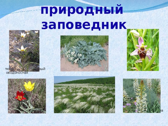 Казантипский природный  заповедник  тюльпан двуцветковый катран митридатский офрис оводоносная  тюльпан Шренка ковыль асфоделина 