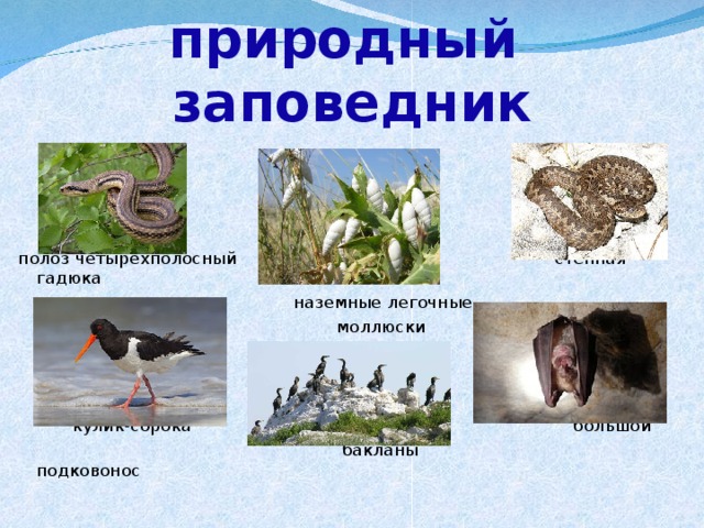 Казантипский природный  заповедник полоз четырехполосный степная гадюка  наземные легочные  моллюски  кулик-сорока большой  бакланы подковонос 
