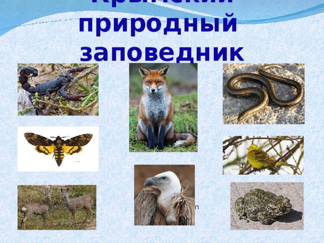 Крымский природный  заповедник  скорпион  желтопузик  лисица  мертвый бражник овсянка  косули белоголовый сип жаба зеленая  