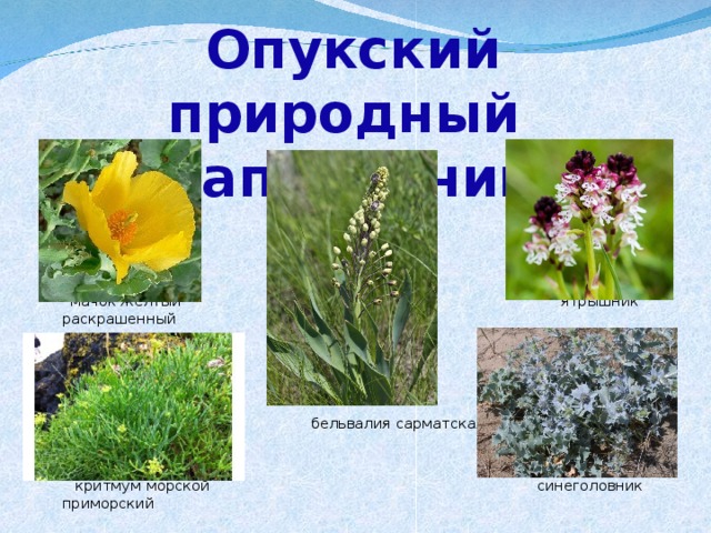 Опукский природный  заповедник  мачок желтый  ятрышник раскрашенный  бельвалия сарматская  критмум морской синеголовник приморский 