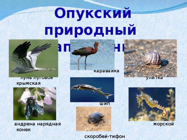 Опукский природный  заповедник  каравайка  лунь луговой улитка крымская  шип  андрена нарядная морской конек  скоробей-тифон 