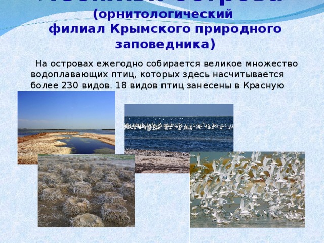 Лебяжьи острова (орнитологический  филиал Крымского природного заповедника)  На островах ежегодно собирается великое множество водоплавающих птиц, которых здесь насчитывается более 230 видов. 18 видов птиц занесены в Красную книгу. 