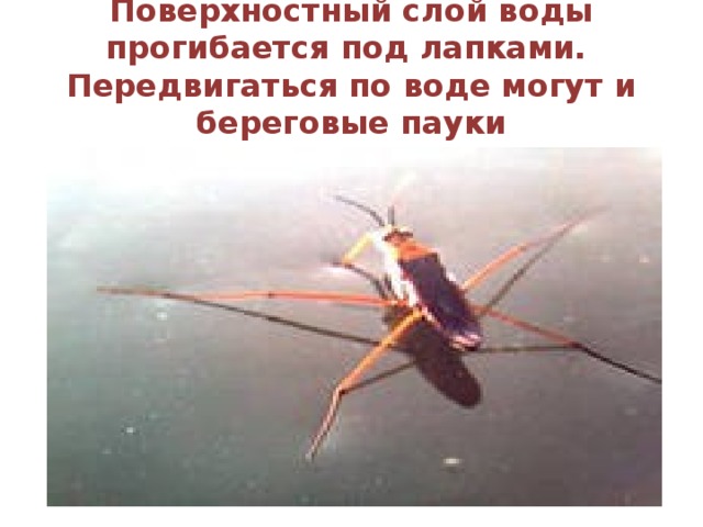 Поверхностный слой воды прогибается под лапками. Передвигаться по воде могут и береговые пауки 
