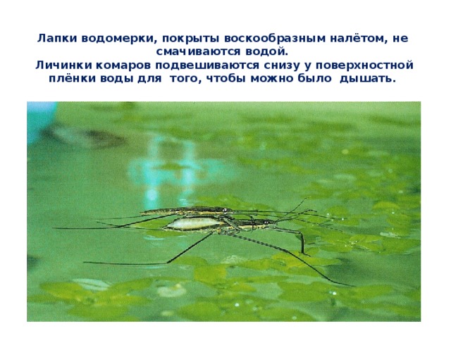 Лапки водомерки, покрыты воскообразным налётом, не смачиваются водой.  Личинки комаров подвешиваются снизу у поверхностной плёнки воды для того, чтобы можно было дышать.    