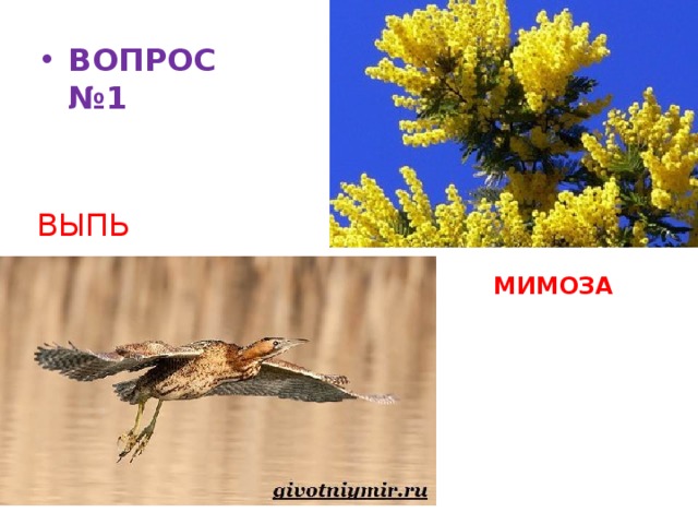 Ка   ВОПРОС №1 ВЫПЬ МИМОЗА 