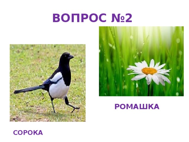 ВОПРОС №2 РОМАШКА СОРОКА 