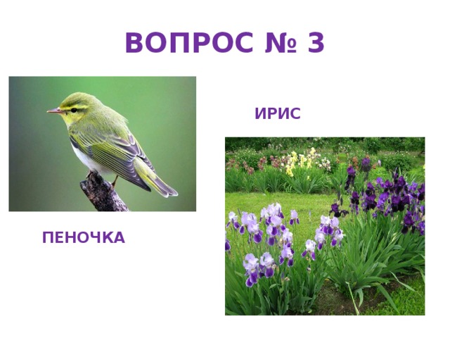 ВОПРОС № 3 ИРИС ПЕНОЧКА 