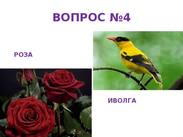 ВОПРОС №4 РОЗА ИВОЛГА 